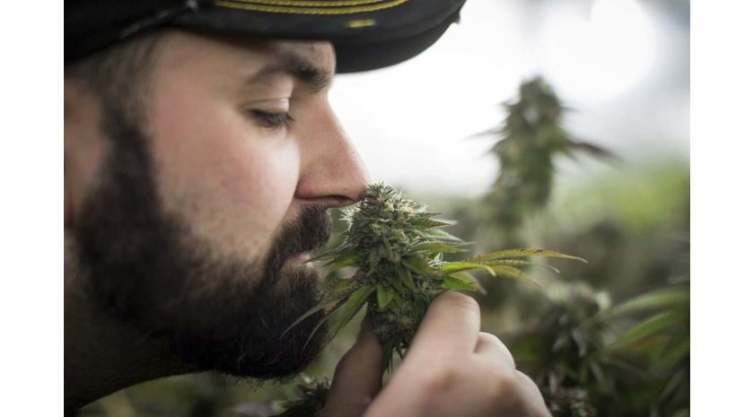 How Long Does It Take to Grow Cannabis at Home?