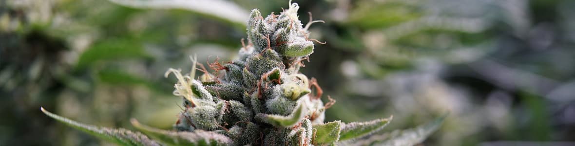 Fast Strains -products
