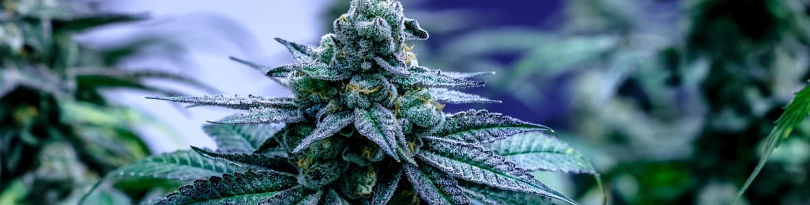 High Yield Seeds -products