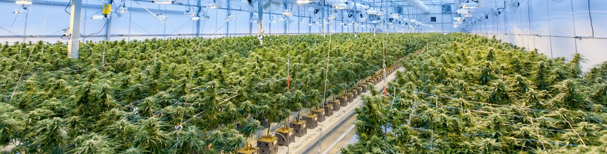 Indoor Strains -products