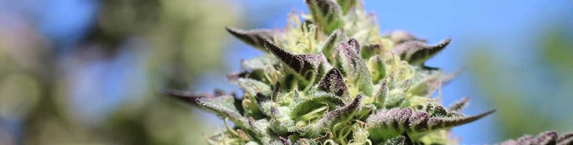 Outdoor Strains -products