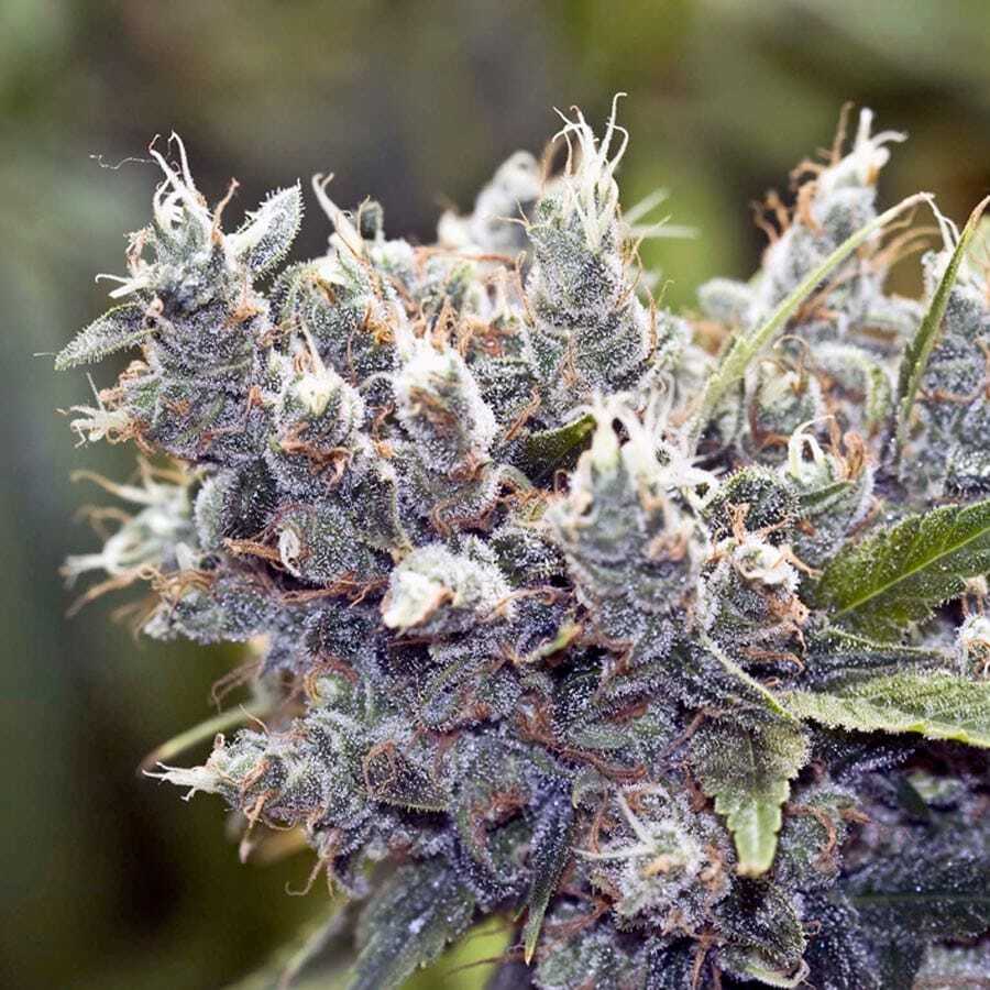 Beginner cannabis strains: Bubblegummer