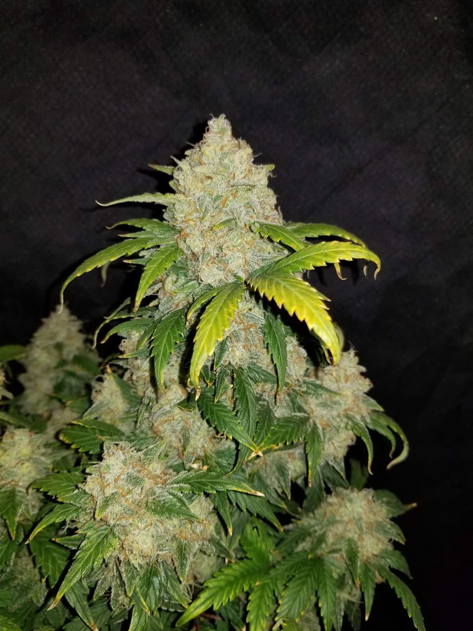 Zkittlez cannabis plant