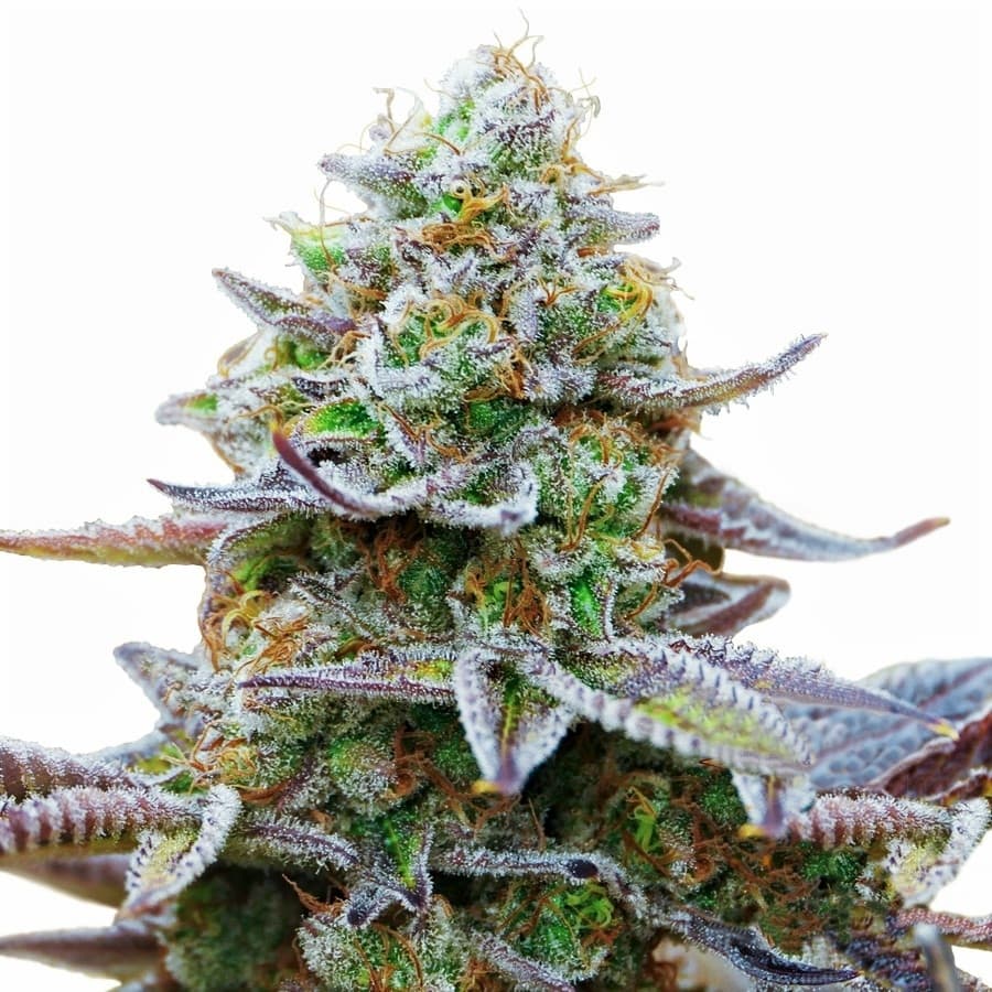 Gorilla Zkittlez cannabis plant