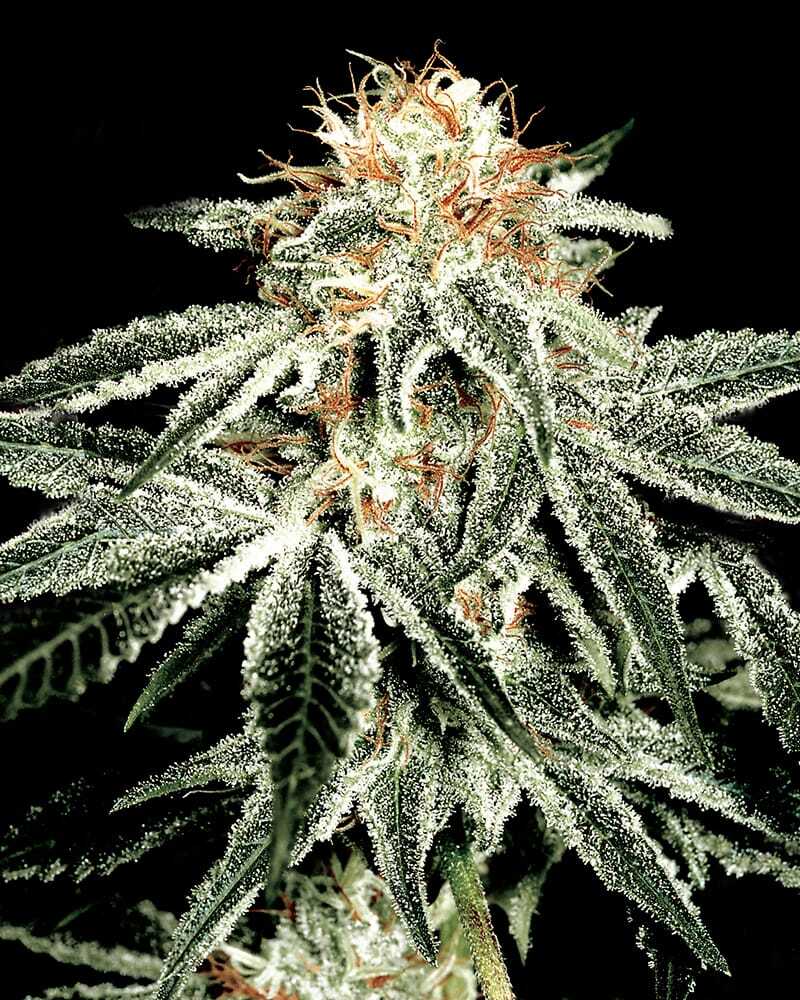 white widow cannabis plant
