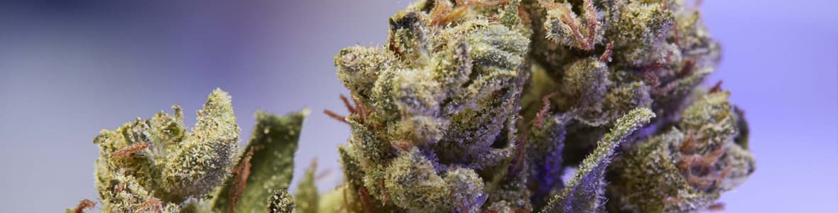 OG Kush Strains -products
