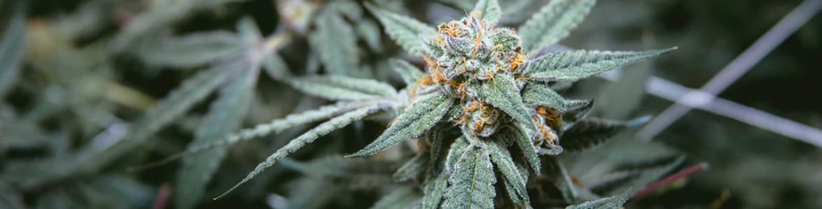 Autoflowering Seeds -products