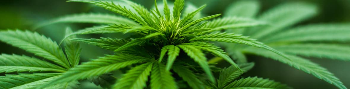 Beginner Strains -products