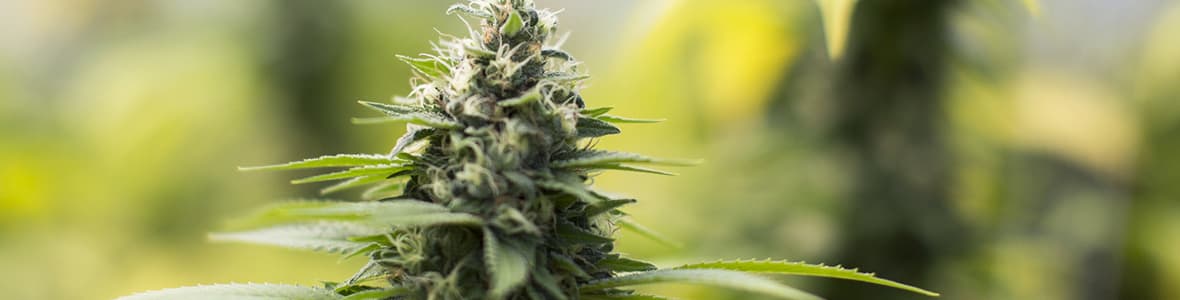 Diesel Strain -products