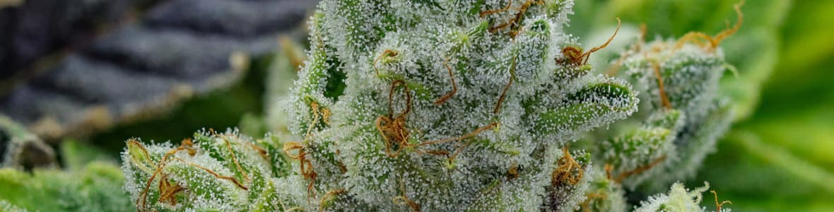 Gorilla Glue Strain -products