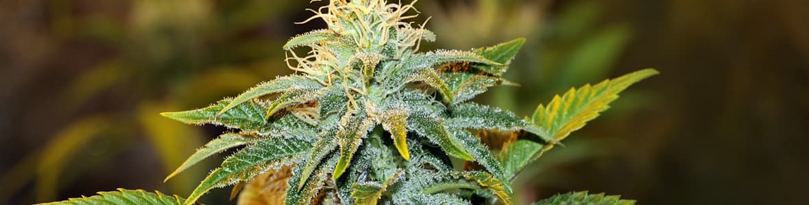 Green Crack Seeds -products