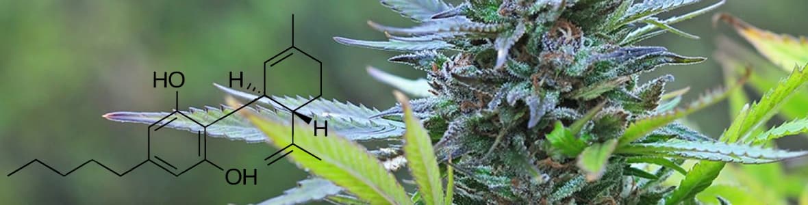 High CBD Strains -products