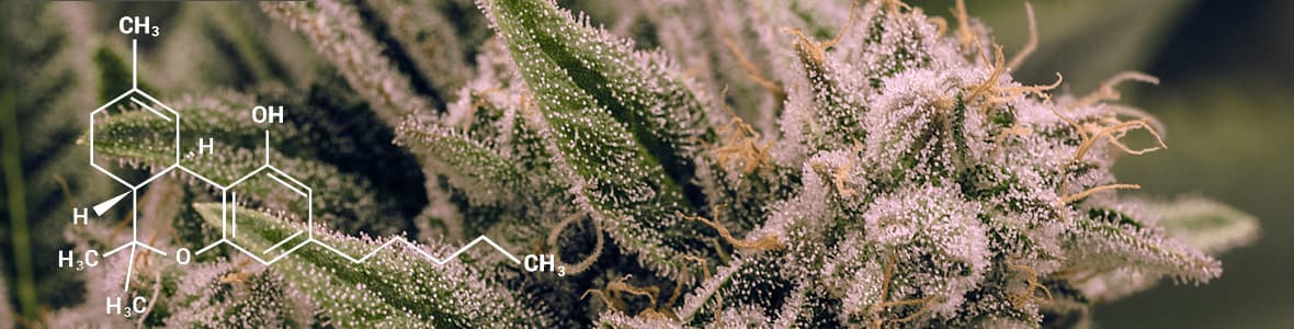 Highest THC Strain -products