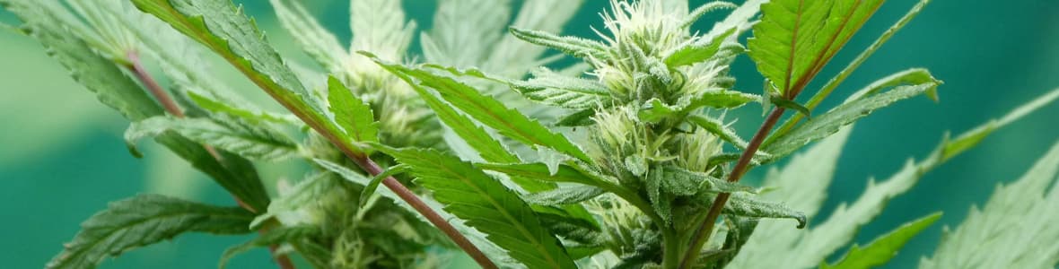Hybrid Strains -products