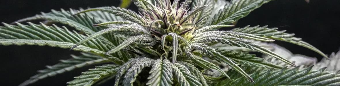 Indica Strains -products