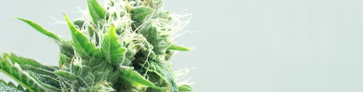 Jack Herer -products