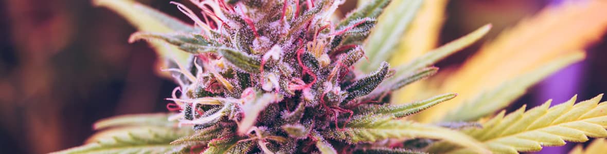 Medicinal Seeds -products