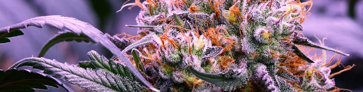 Purple Strain -products