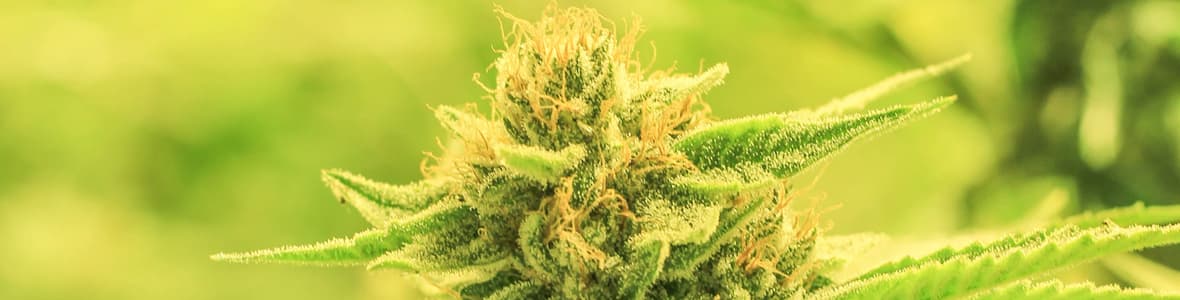 Regular Seeds -products