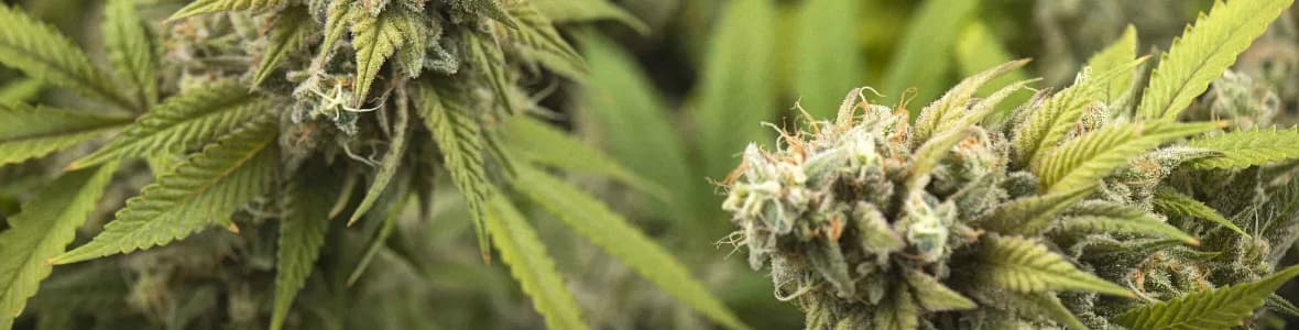 Sativa Strains -products