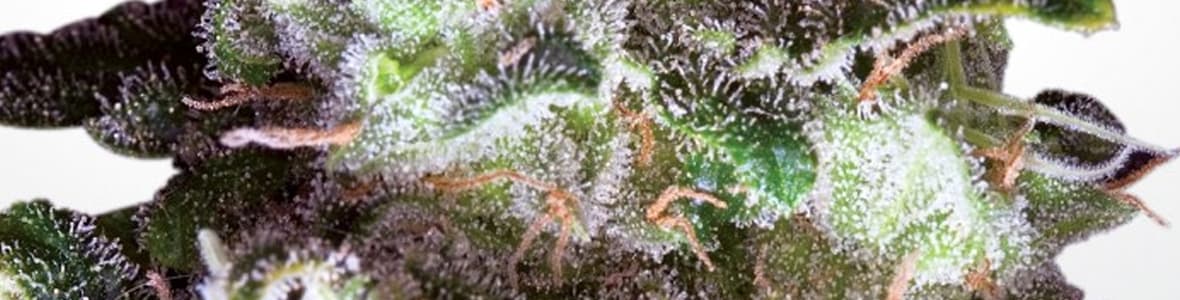 White Widow Strain -products