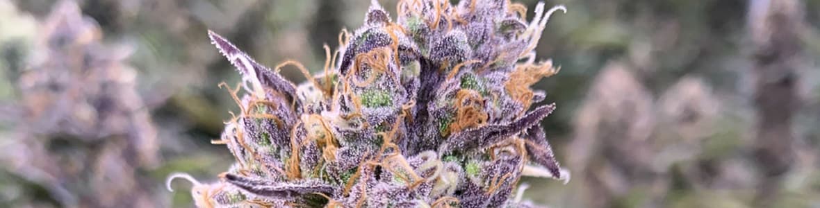 Zkittlez Strain -products