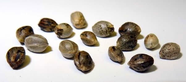 an example of cannabis seeds