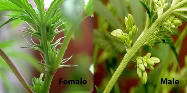 male and female cannabis