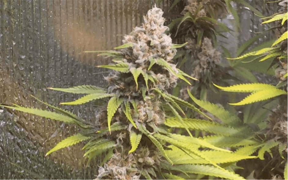 og kush cannabis plant