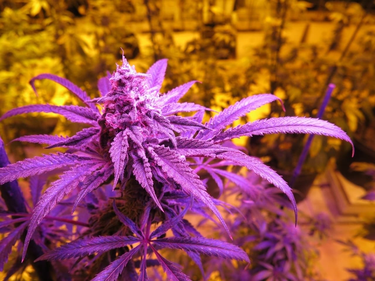 purple strains