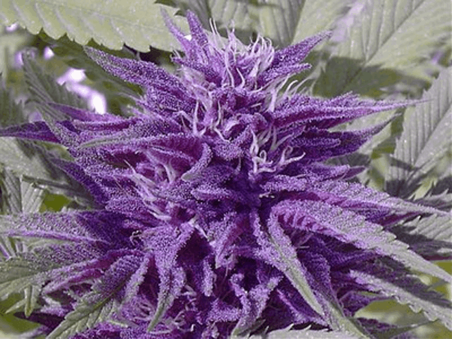 purple strain