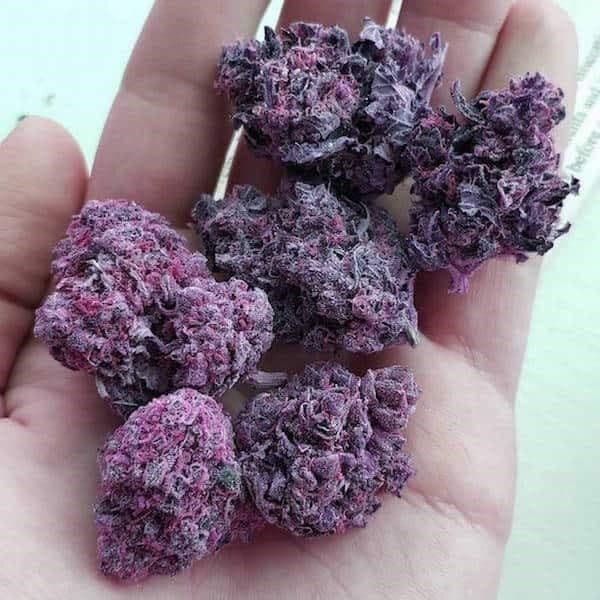 purple strain buds
