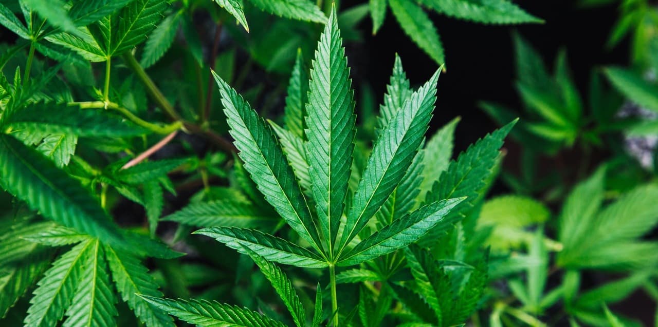 cannabis leaf among marijuana plants