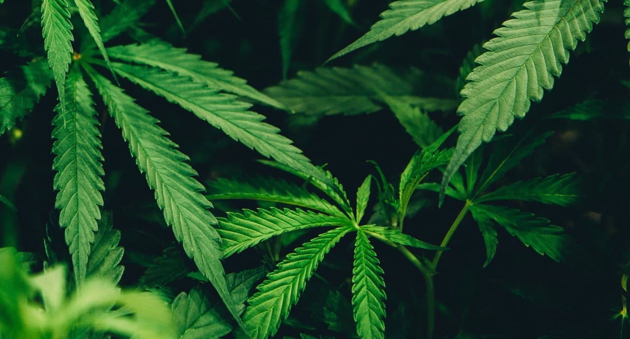 cannabis leaves