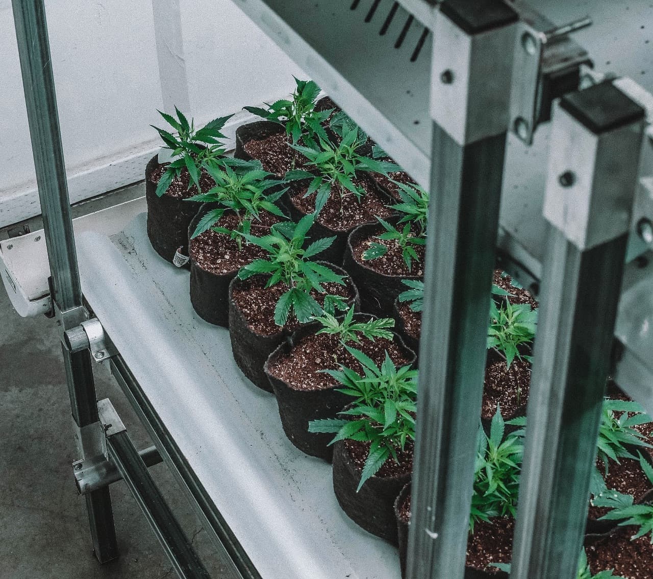 two rows of cannabis plants growing in pots on shelf