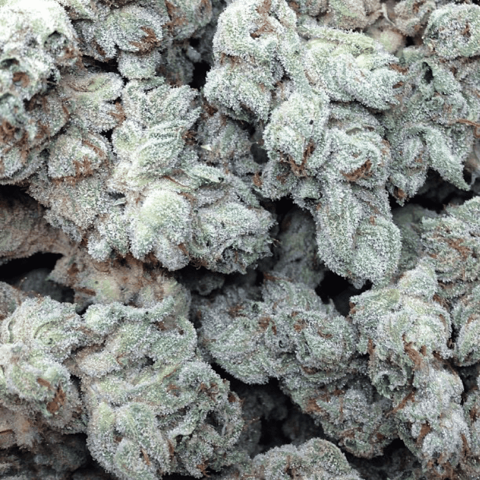 Canadian Bred Seeds - Madame Poison
