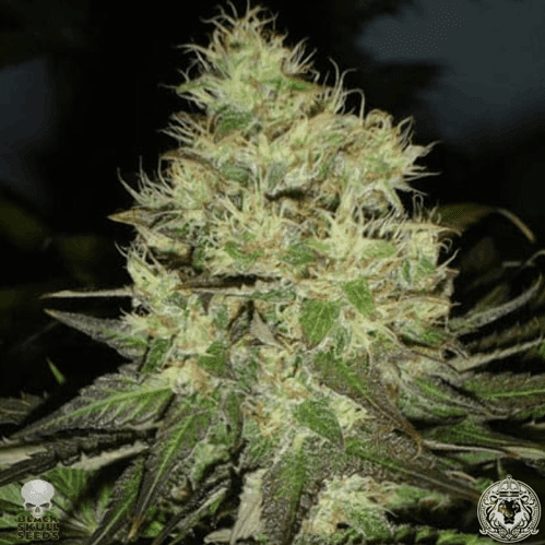 Jack Herer cannabis plant
