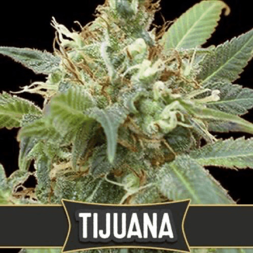 Blimburn Seeds - Tijuana cannabis strain