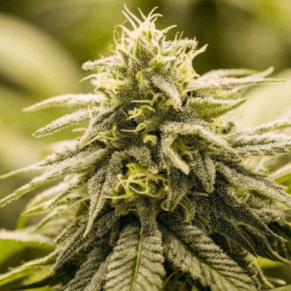 Brothers Grimm Seeds marijuana