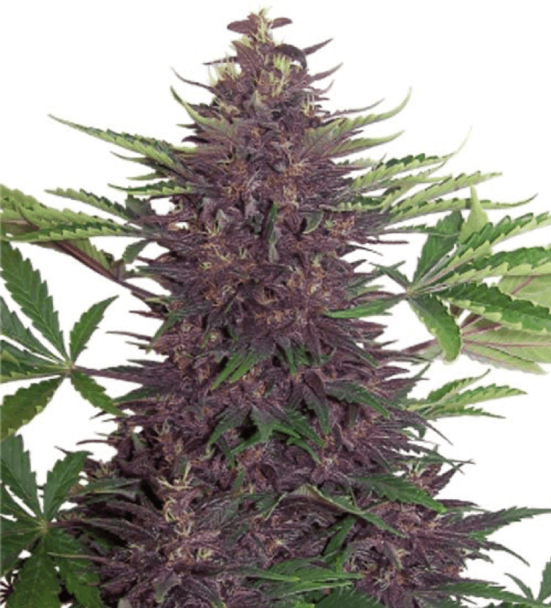 Buddha Seeds - Purple Kush Auto