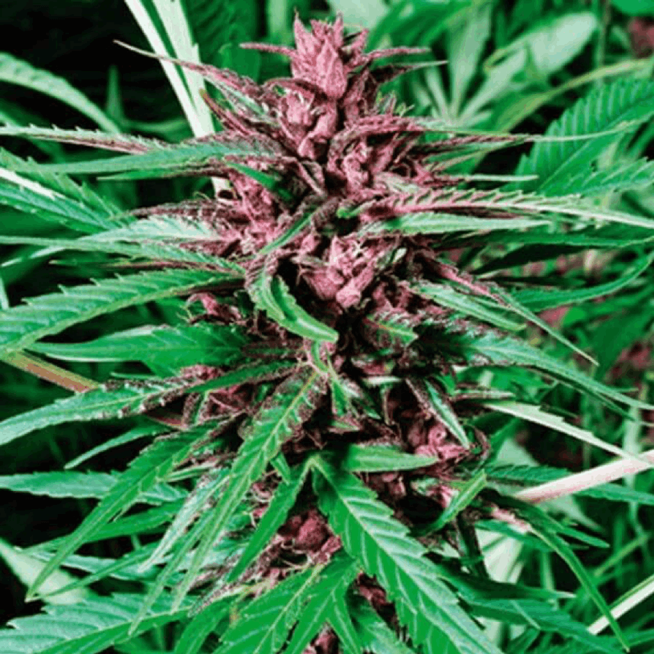 De Sjamaan - Purple Widow