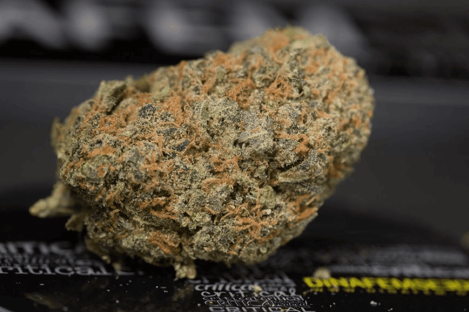 Dinafem cannabis bud