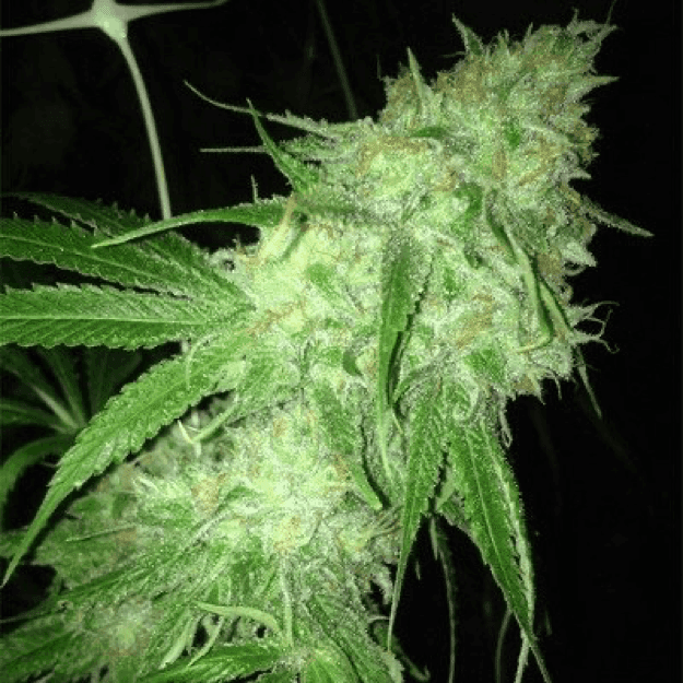 Dispensario Seeds - Charlotte's Web