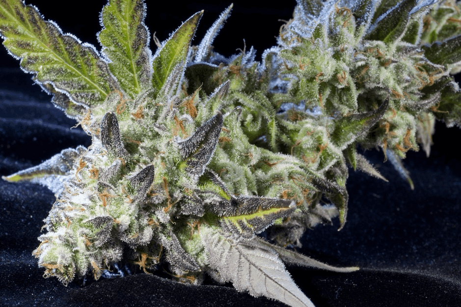 Elemental Seeds - Berry Bomb