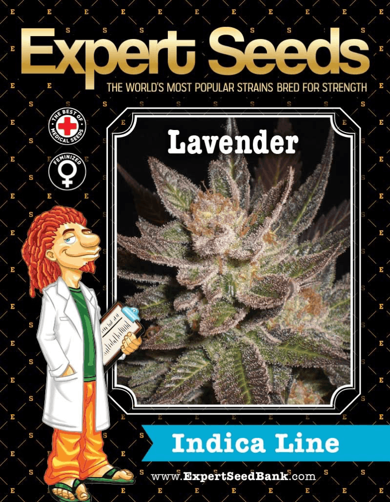 Expert Seeds - Lavender
