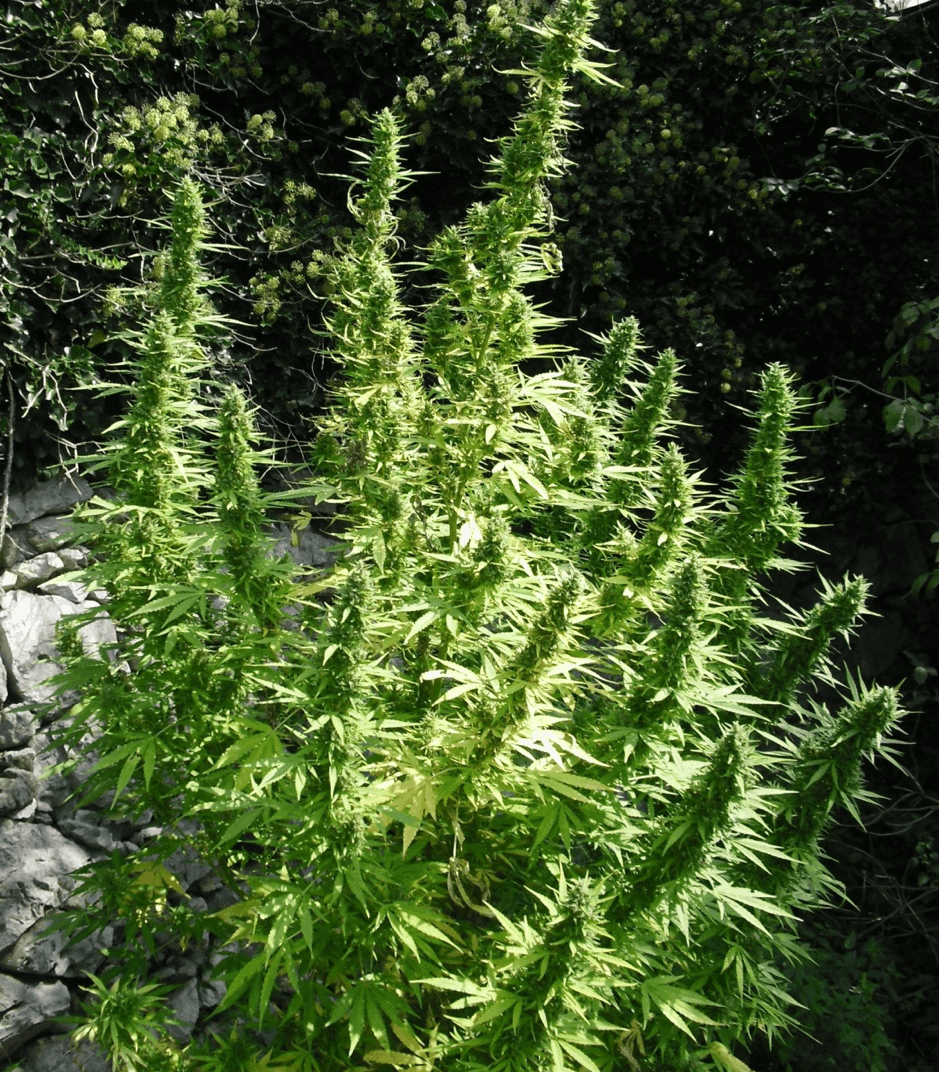Flash Seeds - Critical Chaze