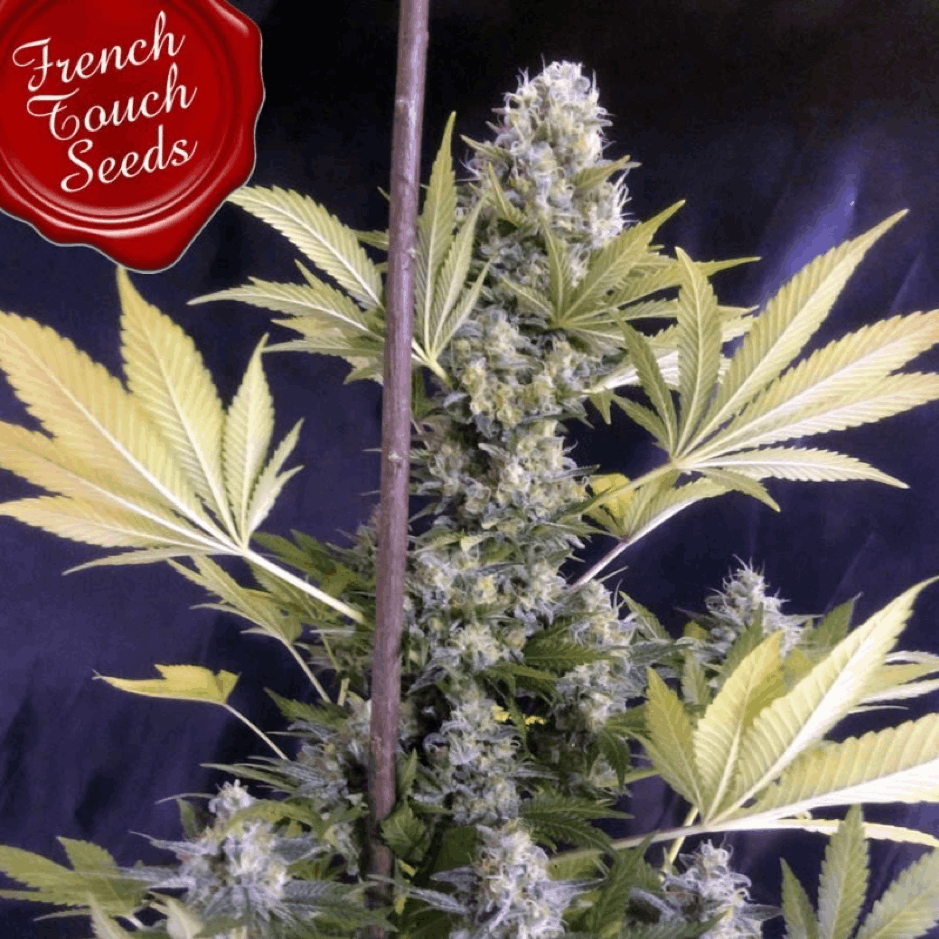 French Touch Seeds - Frencheese