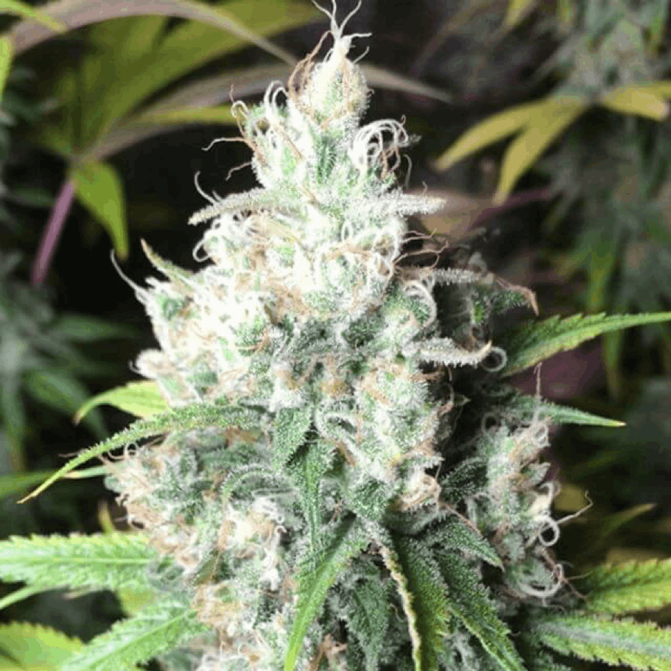 Freedom of Seeds - Dieselicious