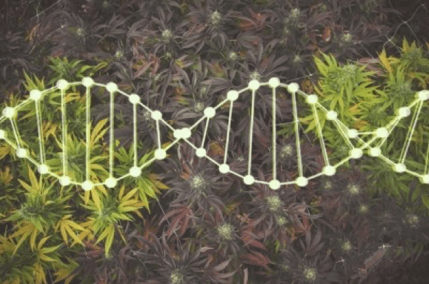 Cannabis outside with DNA helix: Choosing Outdoor Seeds and growing by Climate - Royal Queen Seeds