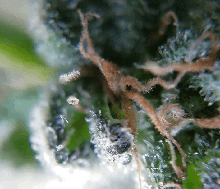 Haute Genetique - cannabis close up